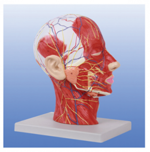 Neurovascular models of the head and neck: making medical education more intuitive and three-dimensional